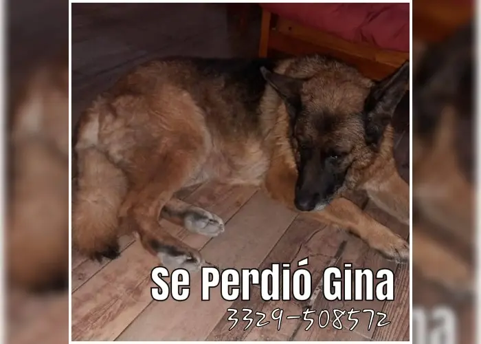 Se perdió Gina