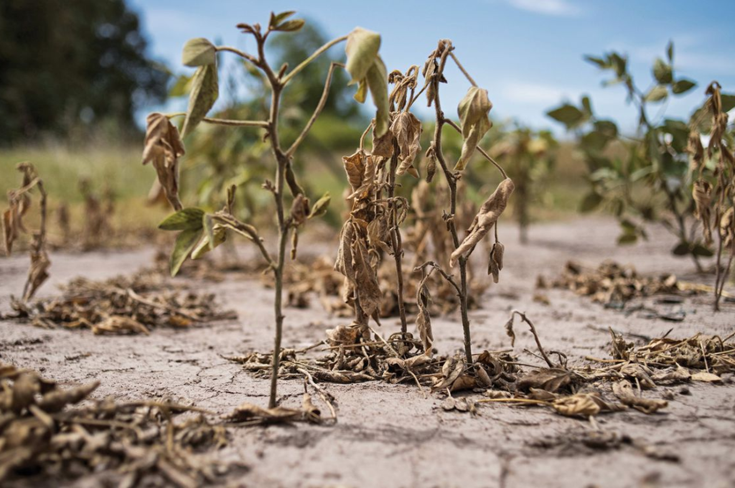 Asistir técnica, económica y financieramente a productores agropecuarios para la recuperación y recomposición productiva, objetivos del futuro sistema provincial.