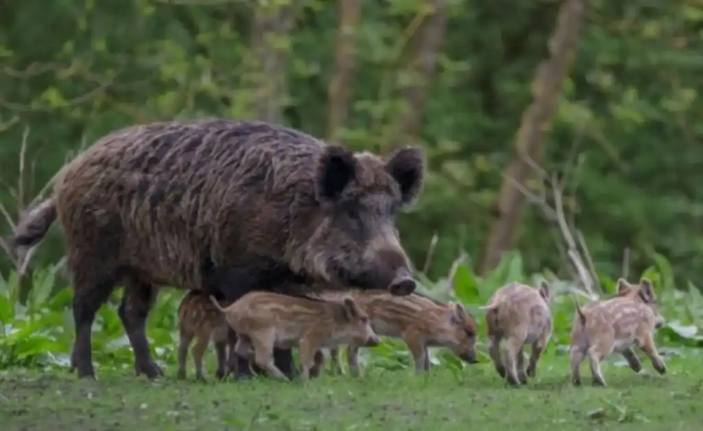 Corrientes habilitó la caza indiscriminada de jabalíes