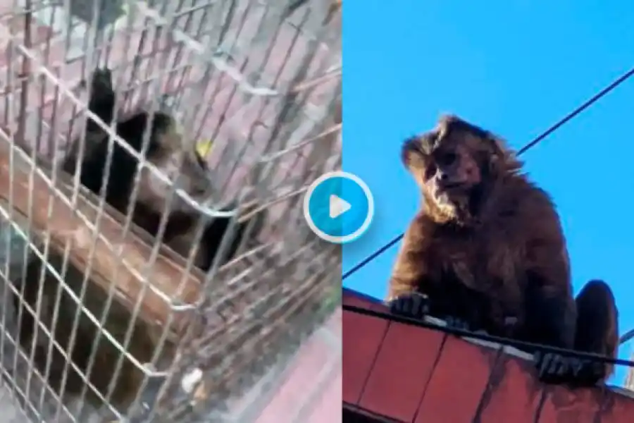 VIDEO | Un mono suelto deambulaba por los techos y mordió a un policía