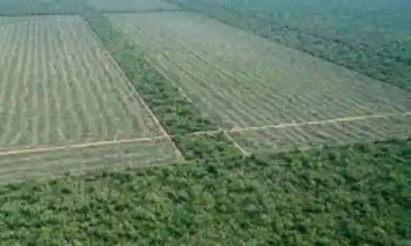 En lo que va del año convocaron a audiencias para desmontar 25 mil has en Salta