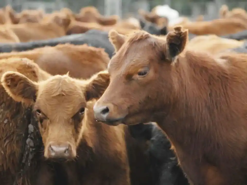 Eliminan el peso mínimo de faena para bovinos y liberan el mercado