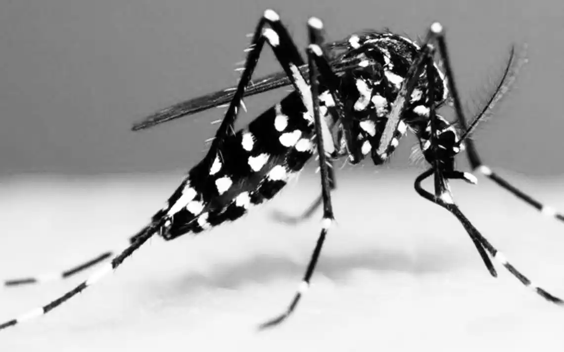 El frío no le pone freno al dengue y ya se perdió la cuenta