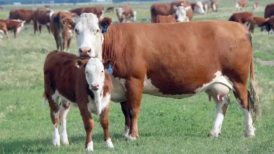 Un peón rural denunció lo ocurrido en un campo situado a la altura del kilómetro 22 de la ruta 86