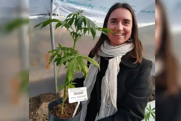 Cannabis medicinal: en qué consiste el inédito descubrimiento que se realizó en Santa Fe