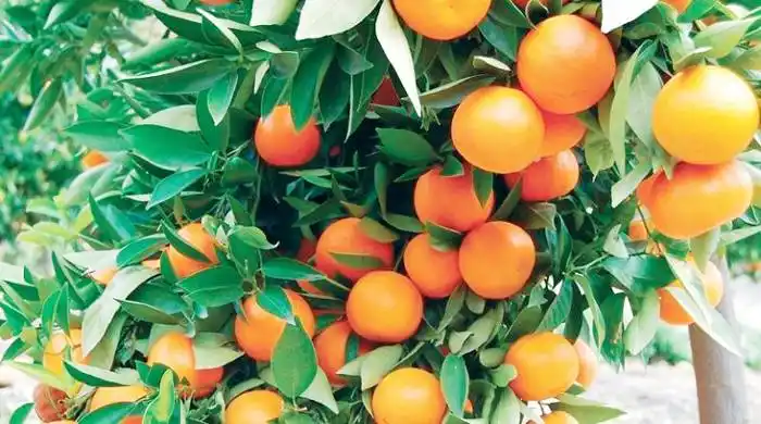 Instalaron un nuevo puesto  fitosanitario sobre la ruta 127