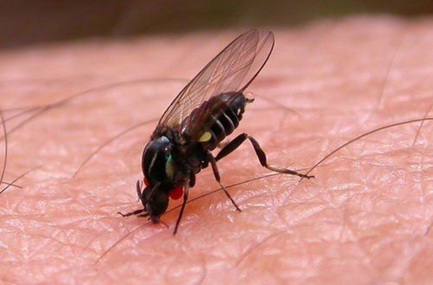 "Polvorines", el pequeño insecto que trajo el calor