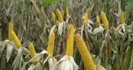 Maíz: con 40 M de tn, la cosecha superaría su récord histórico