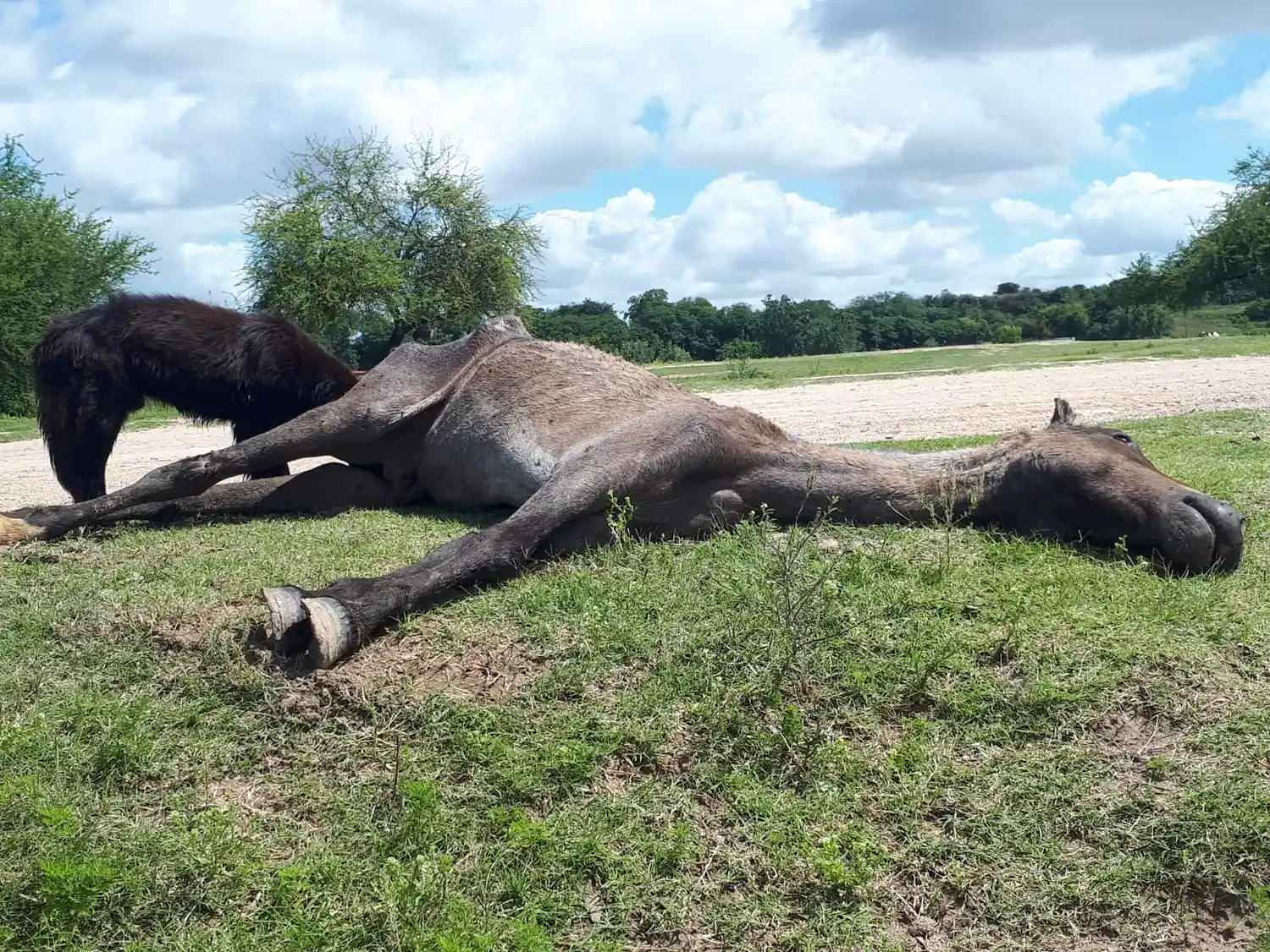 Caballo muerto zona puerto