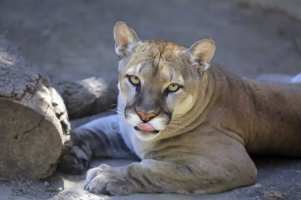 El regreso de un gigante: ¿por qué aparecen pumas cerca de las ciudades?