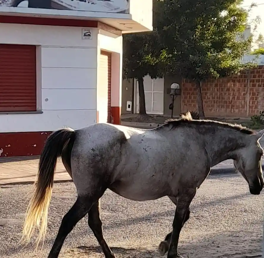 ¿Estará perdido el caballo?