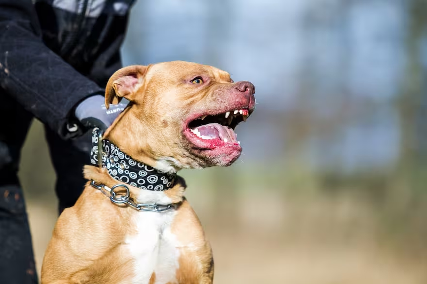 Dueño defiende a su perro y causa la muerte de un pitbull en un violento ataque