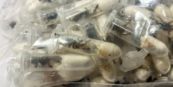 Encontraron más de 1500 tarántulas en envases de galletitas