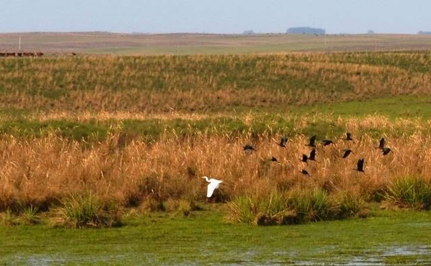 El Estado protegerá y preservará pastizales naturales