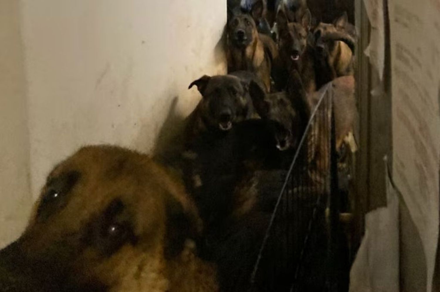 Rescataron a 40 perros hacinados en un departamento en Nueva York