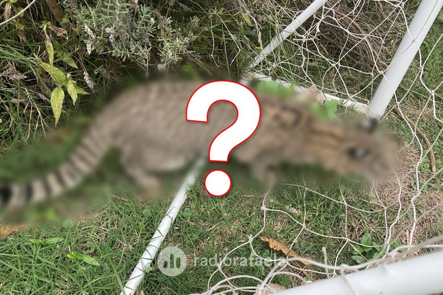 Sorpresa en barrio Belgrano: apareció un extraño felino que alertó a los vecinos