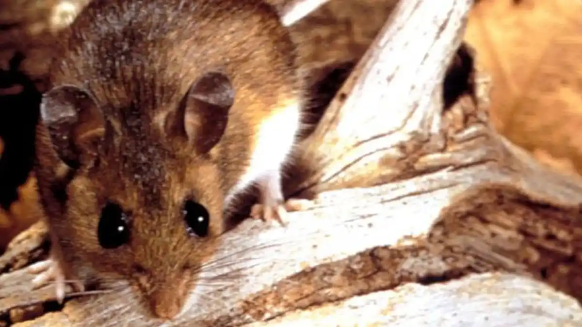 Una niña de 8 años murió por hantavirus en Chubut