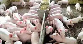 “Este año la producción cerraría con 20 mil madres”