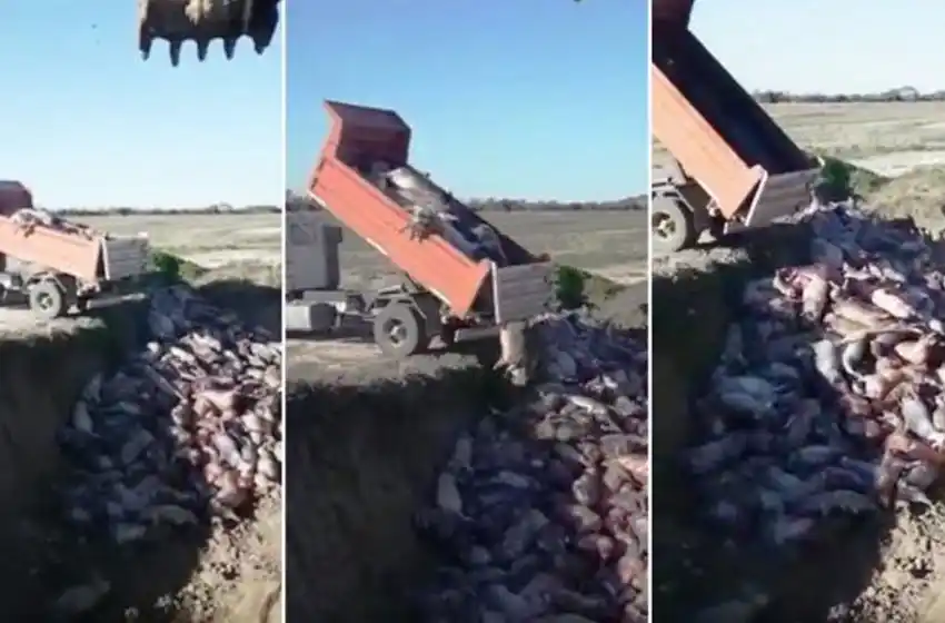 Video: tiraron 450 cerdos que se asfixiaron en un criadero