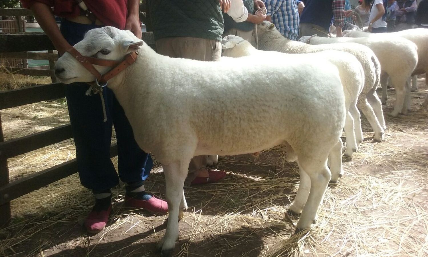 Creció un 16% la producción de carne ovina en la Provincia de Buenos Aires