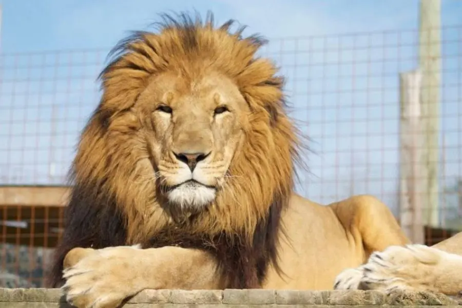 Tensión en un zoológico: en su período de prueba, un compañero lo dejó encerrado en la jaula de los leones