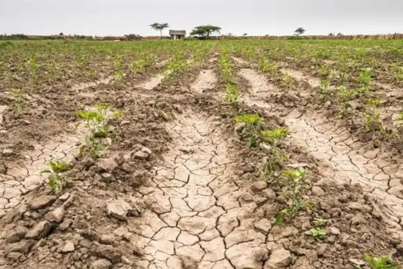 Por la sequía, productores advierten que "los cultivos están en semifinales, si no llueve se van"
