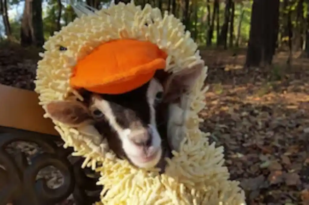 Polly: la cabra con ansiedad