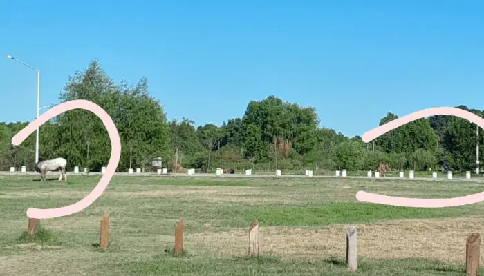 Caballos sueltos en el Paseo