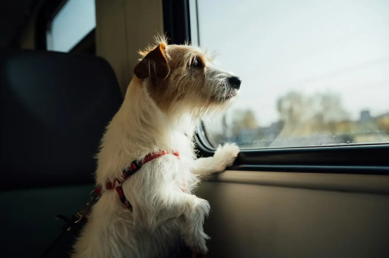 Ya se puede viajar con mascotas en micros y trenes de larga distancia