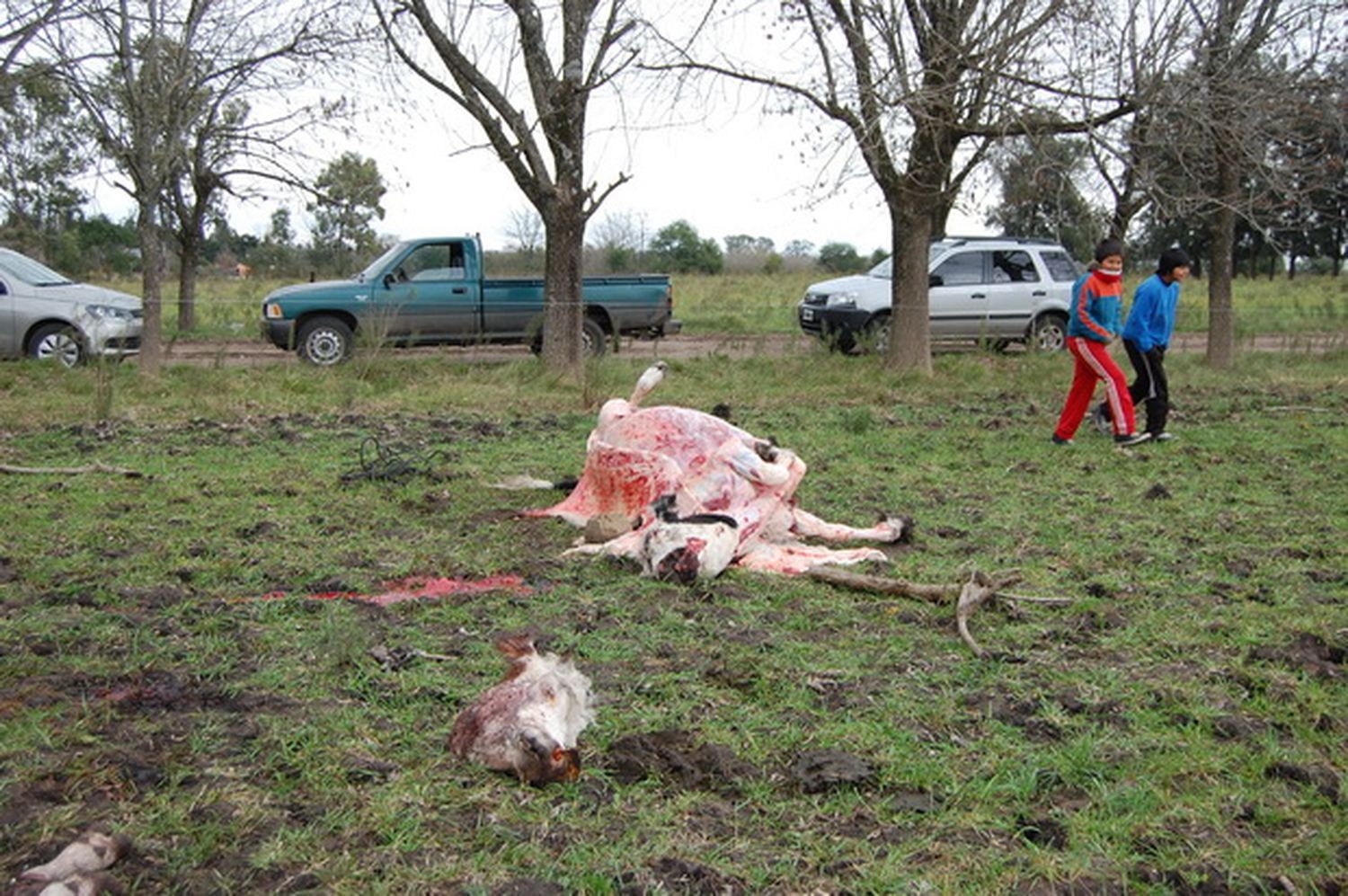 Mataron una vaca lechera, tres terneros y dejaron una vaquilla herida con dos puntazos