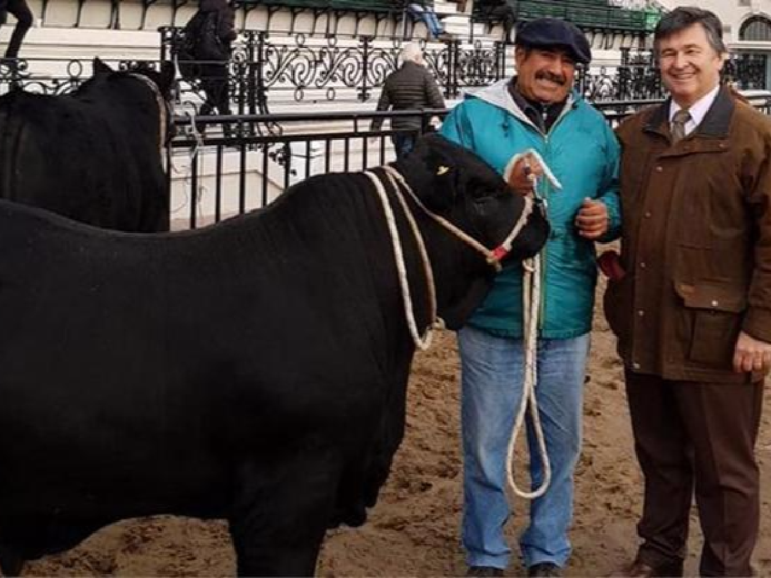 Apolo, el primer toro en pisar la Rural de Palermo