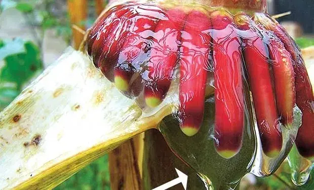 El maíz podría capturar nitrógeno y reducir el uso de fertilizantes