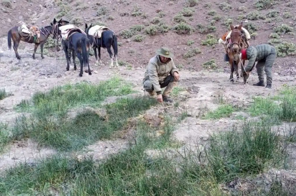 Patrulla de gendarmes halla una huerta de marihuana en la cordillera