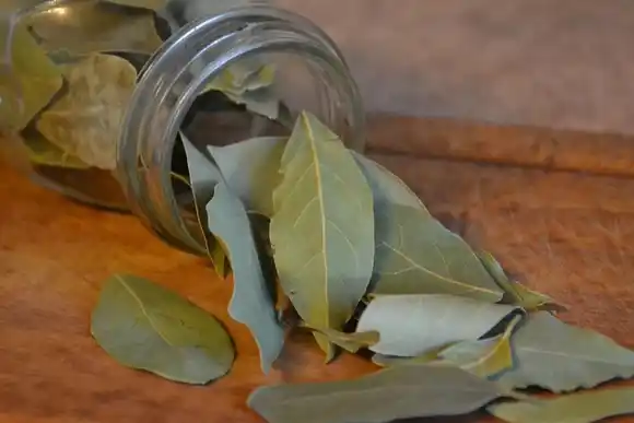¿Por qué colocar una hoja de laurel detrás de la puerta atrae buenas energías?