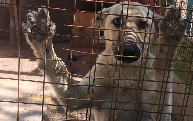 El refugio prepara un guiso de lentejas solidario para recaudar fondos