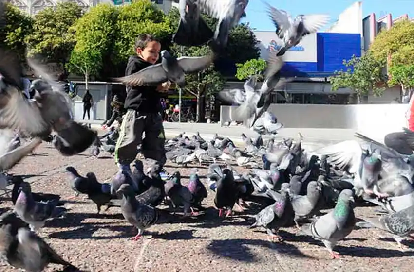 Superpoblación de palomas: proponen crear un programa para controlar la natalidad de las aves en Rosario