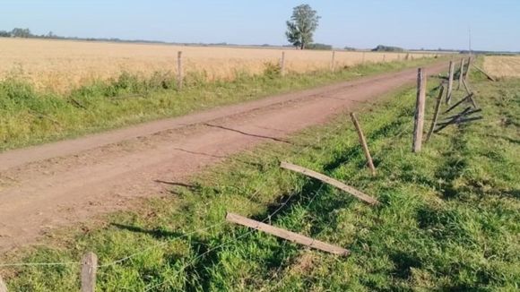 Cuatreros robaron treinta vacas: el dueño salió a buscarlas y encontró dos en los 15 kilómetros de recorrida