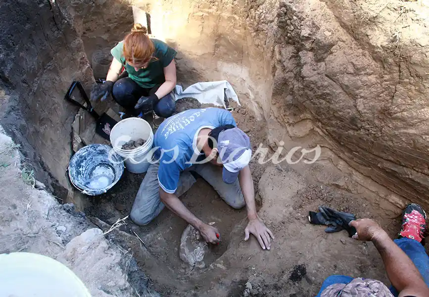 Hallan restos prehistóricos de un tigre dientes de sable