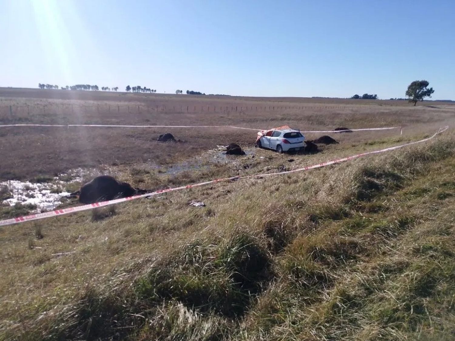 Tragedia en la Ruta 3, altura Benito Juárez: un muerto y tres heridos tras chocar con ganado suelto