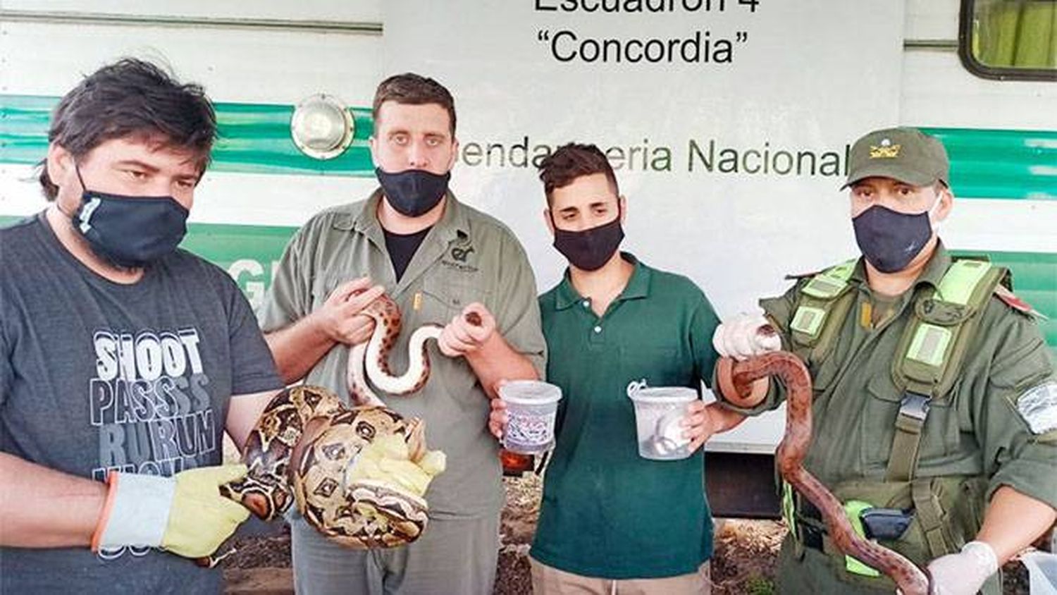 Incautaron cinco boas y ocho iguanas ocultas en camión tras operativo en Autovía 14