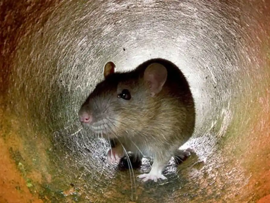 Una rata en una cloaca londinense. (Foto: AFP).