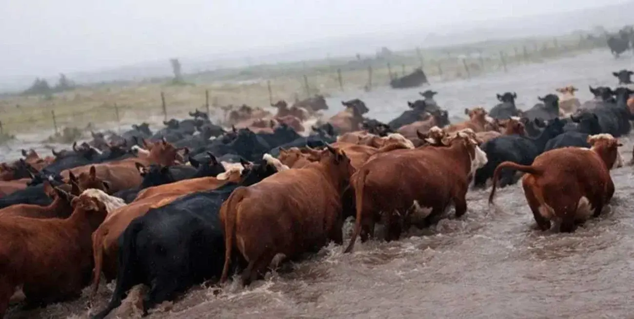 Miles de hectáreas permanecen bajo el agua en Uruguay y productores trasladan ganado por las inundaciones