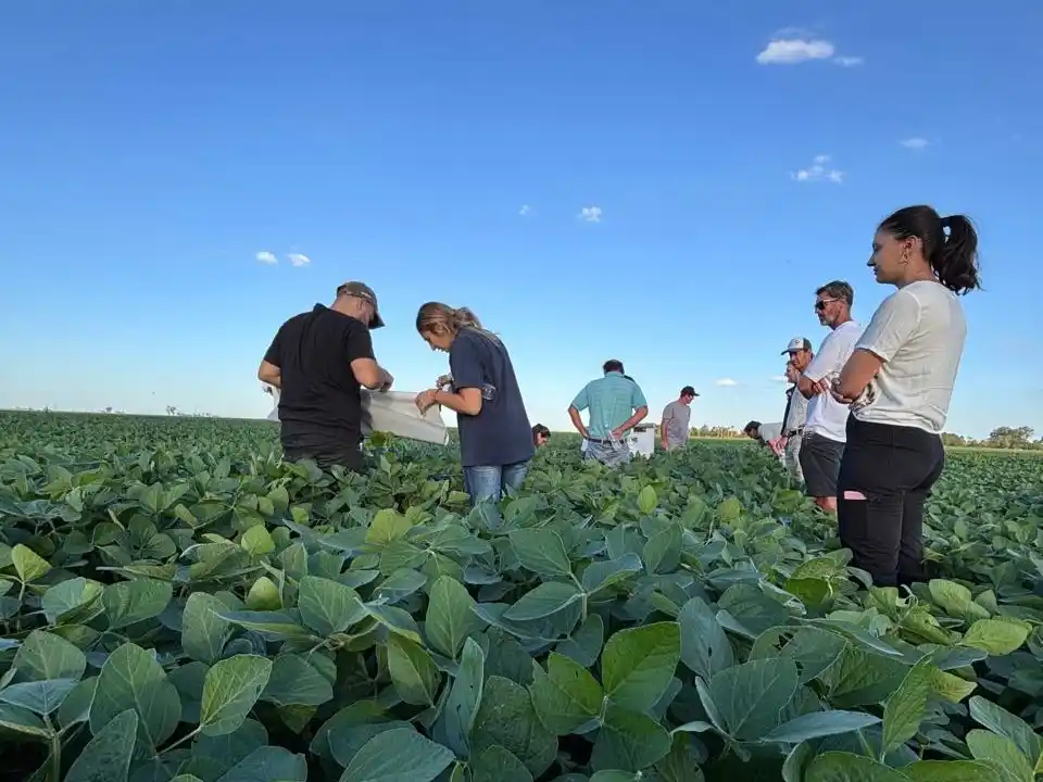 El after de los insectos: un taller a campo de Gaviglio y Syngenta para manejo de plagas