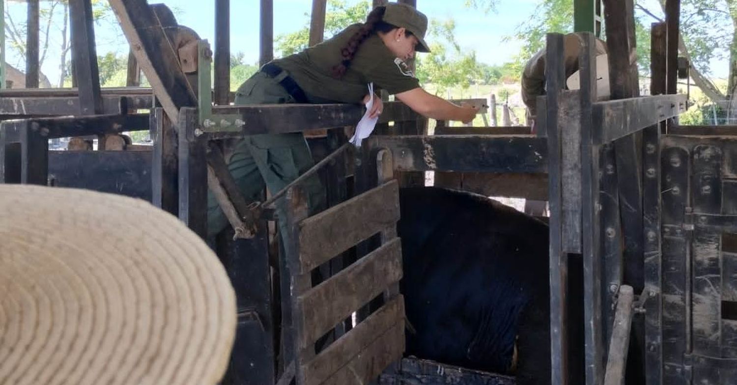 Los Pumas recuperaron tres vacas en un campo cercano a Vera