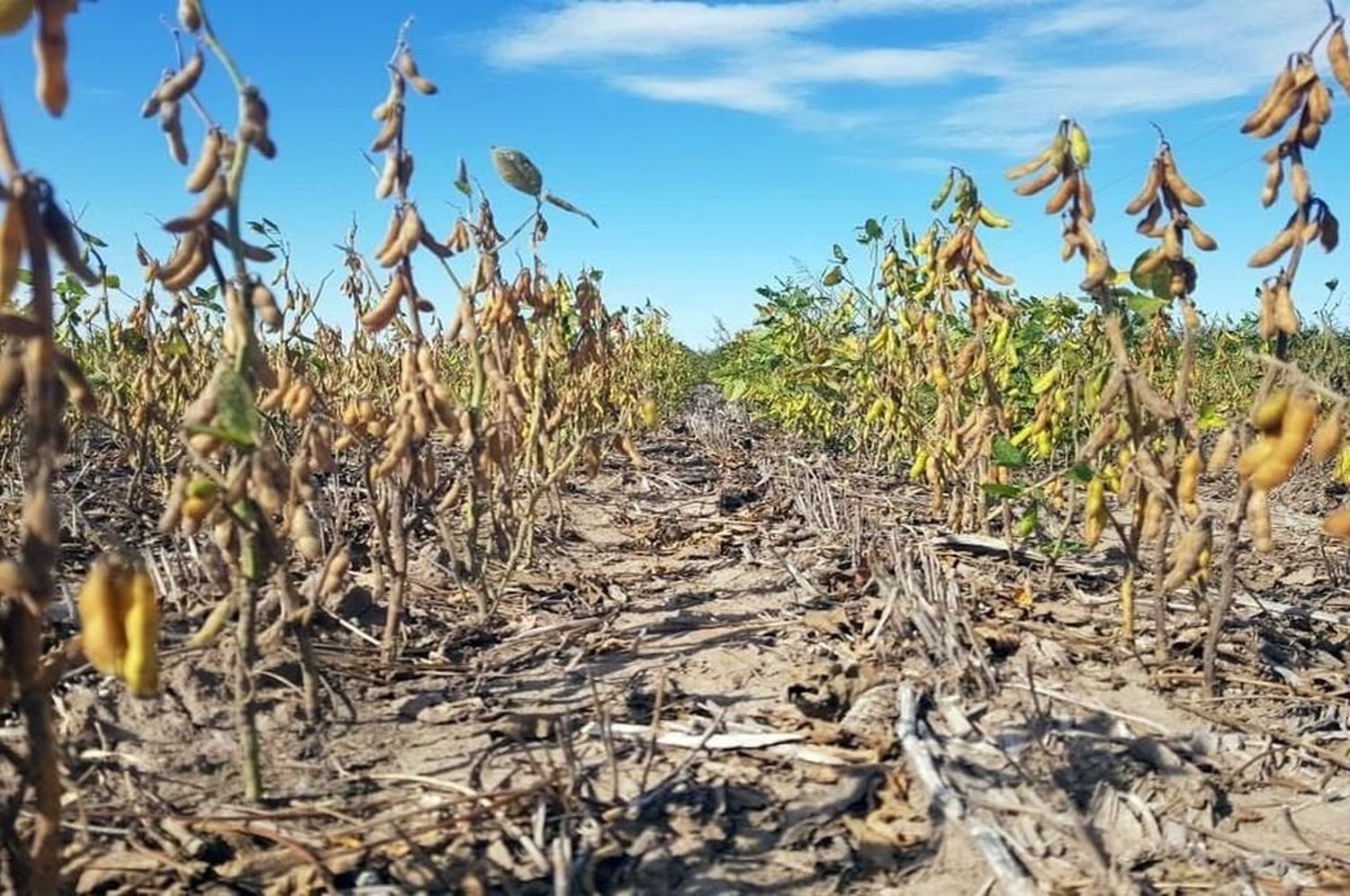 Entregan créditos a productores de cuatro departamentos afectados por la sequía