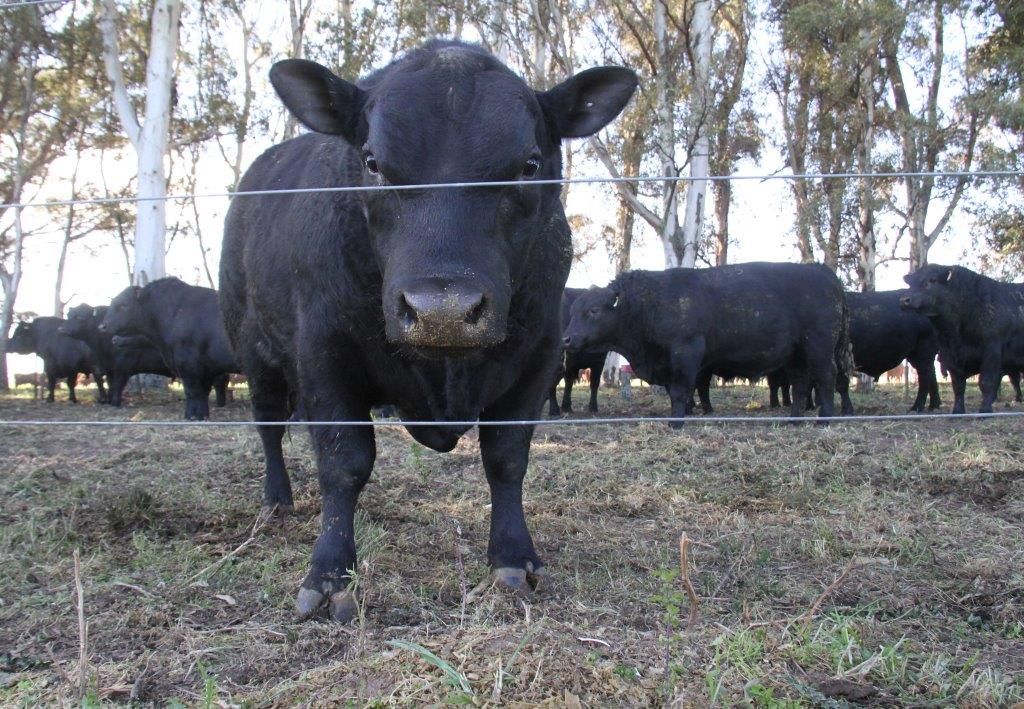 Epoca de toros flacos