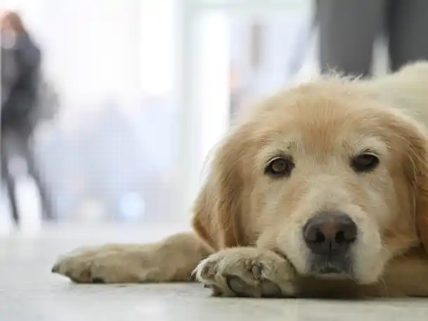 Se inauguró el Hospital Animal Rosario luego de que terminaran la primera etapa de las obras