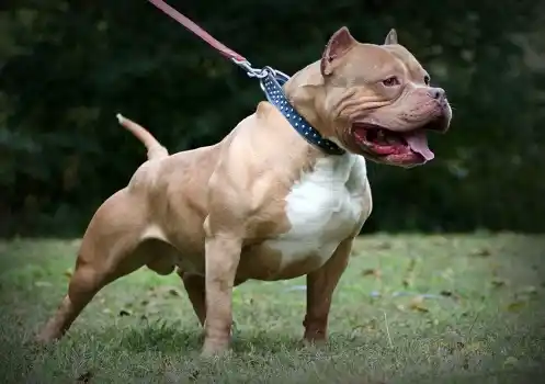 Abuelo muere atacado por pitbull al intentar defender a su nieta