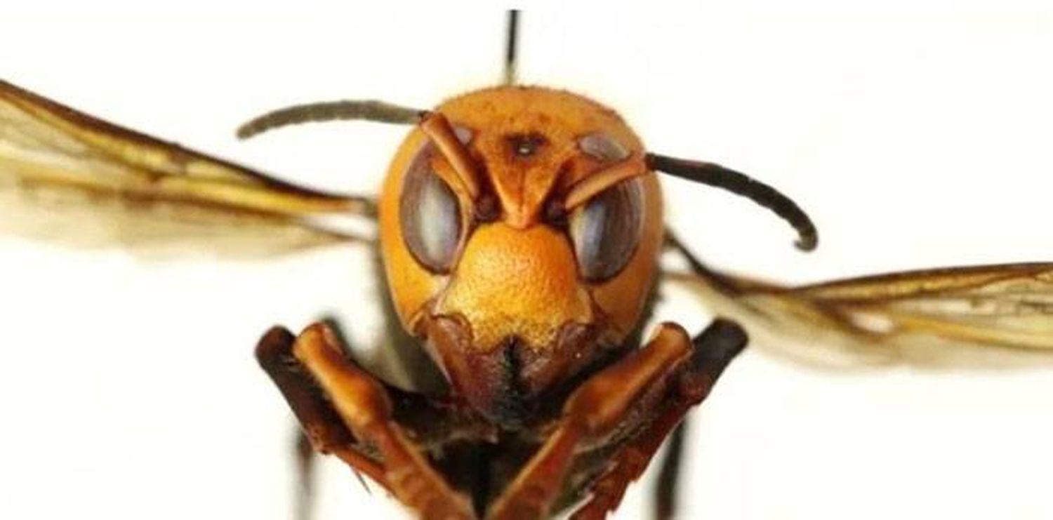 Avispones asesinos: un insecto aterrador que puede decapitar abejas y matar humanos
