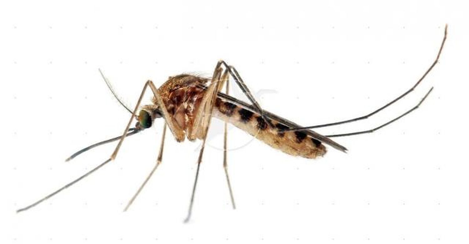 plantas que repelen los mosquitos (Parte 2)